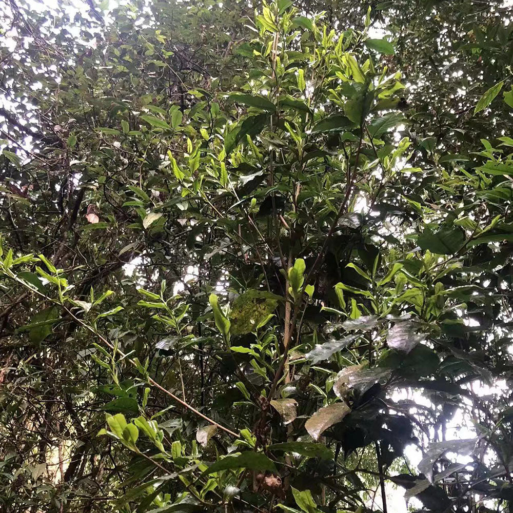 Kuzhushan Ye Sheng Shaihong 2023, 200 g