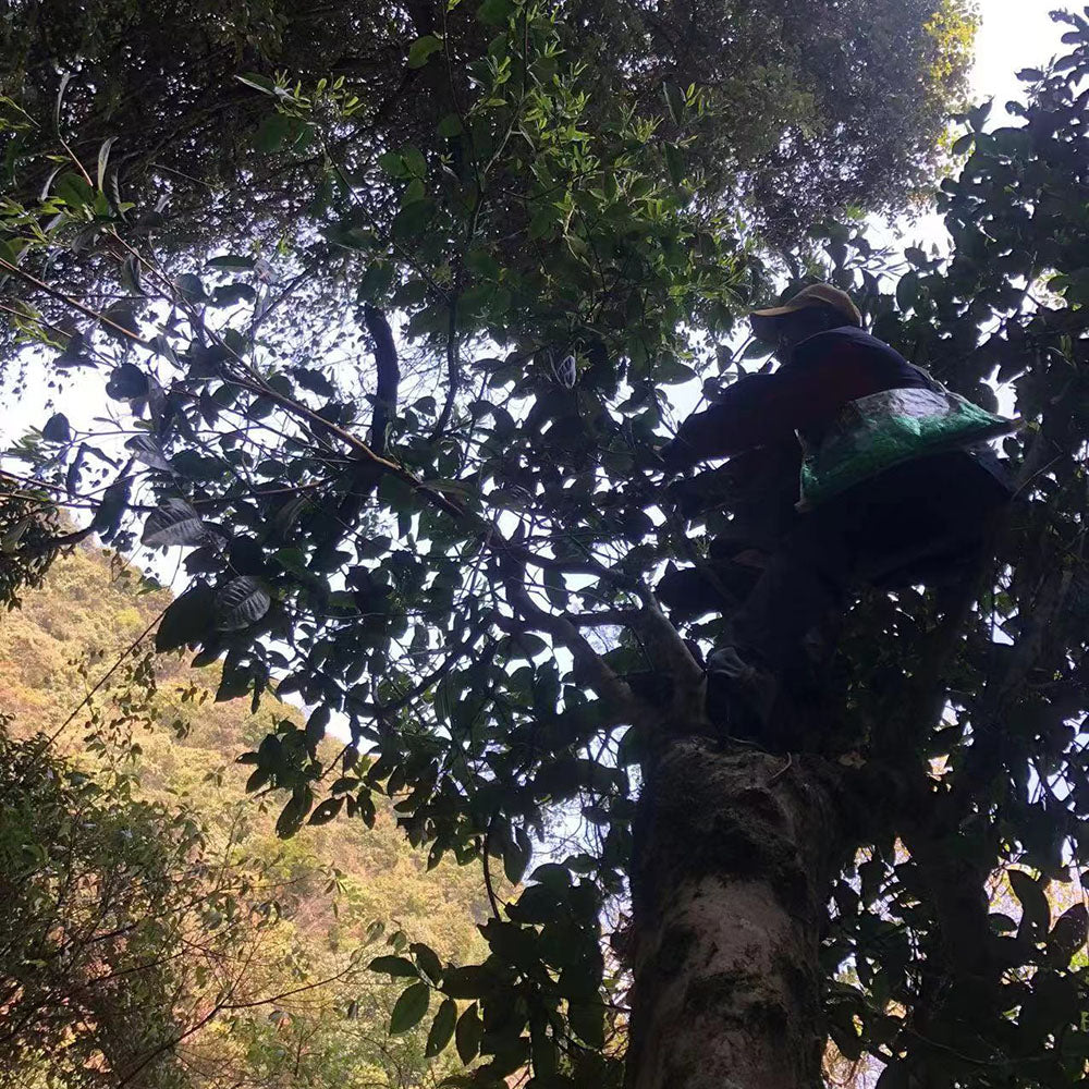 Kuzhushan Ye Sheng Shaihong 2023, 200 g